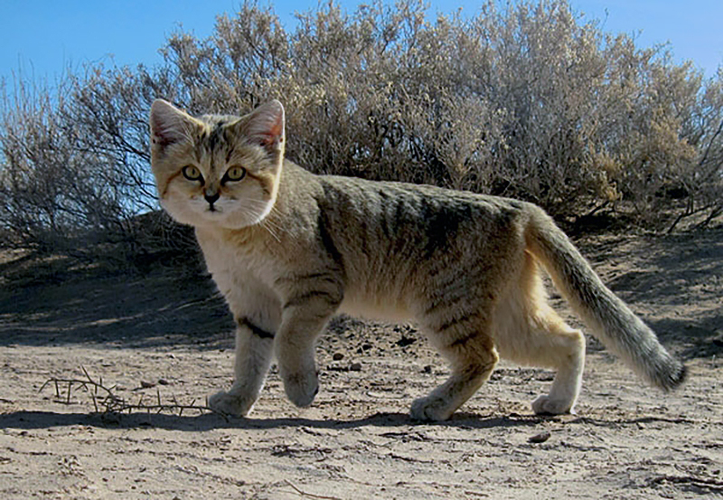Ejemplar adulto de gato de arena. Foto: Wikimedia Commons